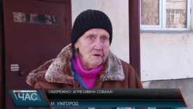 В Ужгороді оскаженілий собака покусав жінку, а таксу загриз до смерті.