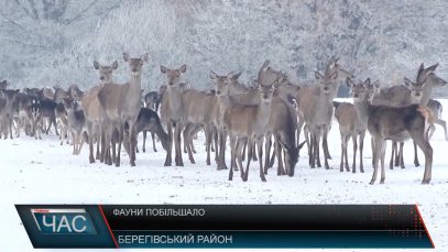 Як живуть дикі тварини на Берегівщині