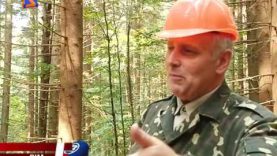 Карпатські ліси. Актуальні проблеми