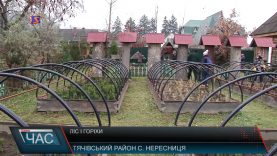 Лісівники збираються висаджувати в лісових масивах горіхи