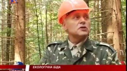 Масова загибель дерев може призвести до екологічної катастрофи