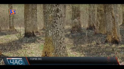 На Тячівщині горів ліс