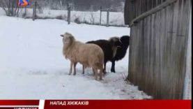 На Тячівщині вовки напали на овець