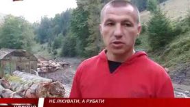 На Воловеччині продовжують вирубувати ліс