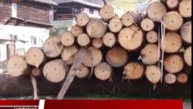 Протестують. Проти вирубок та нищення доріг