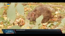 Щуряча навала. Дератизація в дії?