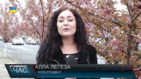 В Іршаві зацвіла японська вишня