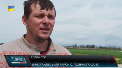 Вирощування ягід