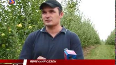 Закарпаття фруктове. В області найкращі перспективи вирощування яблук