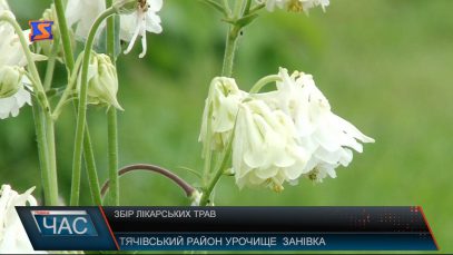 Карпатські трави