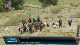 «Мішання» овець та кіз