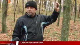 На Мукачівщині самовільно рубають дерева