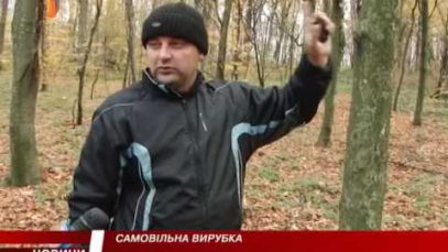 На Мукачівщині самовільно рубають дерева