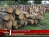 На Великобичківський лісгосп тиснуть, влаштовуючи щотижневі перевірки