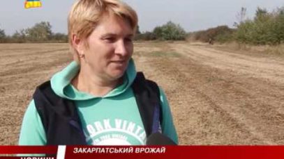 На Закарпатті почали активно вирощувати сою