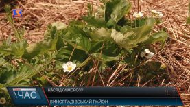 Наслідки морозу