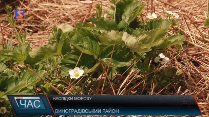 Наслідки морозу