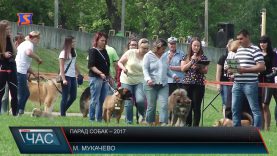Парад собак у Мукачеві