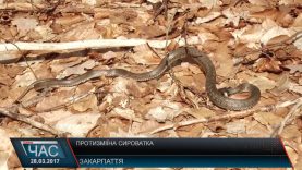 Проблем із наявністю протизміїної сироватки