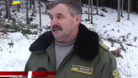 У Рахівських Ясіня лісники підгодовують тварин