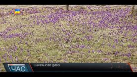 У селі Колочава, що на Міжгірщині, зацвіли поля шафранів