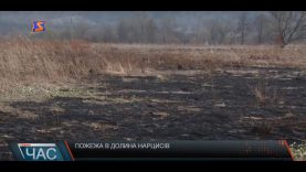 В «Долині нарцисів» згоріло 5 га квіткових територій