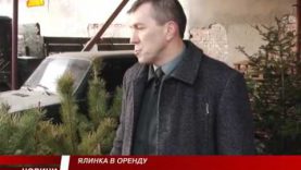 В Перечинському лісгоспі дають в оренду на Новий рік ялинки в горщиках аби на Закарпатті не рубали ліс