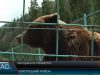 Ведмеже поповнення