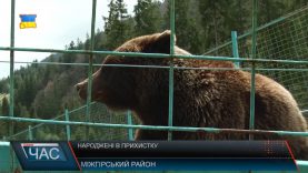 Ведмеже поповнення