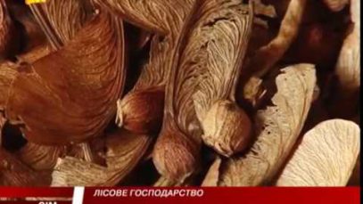Висаджування лісу. Дорогоцінне насіння