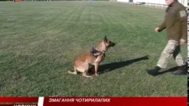 Змагання чотирилапих