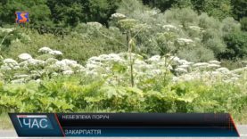 Небезпечний борщівник