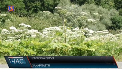 Небезпечний борщівник