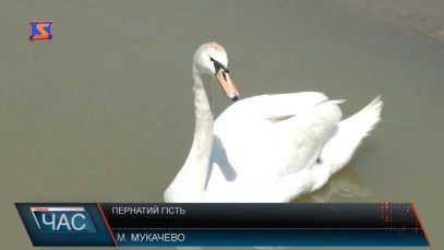 Пернатий гість