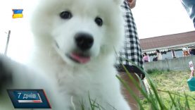 Реєстрація домашніх тварин