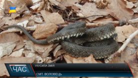 Укусила змія