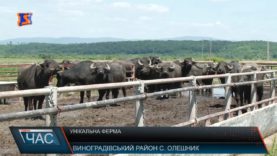 Унікальна ферма