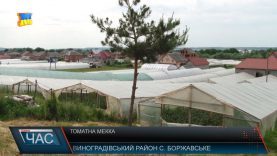 Вирощування помідорів