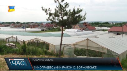 Вирощування помідорів