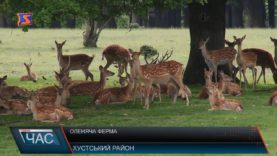 Закарпатські олені. Окраса та користь