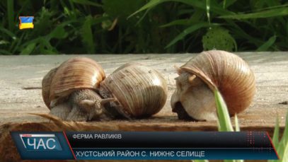 Ферма равликів