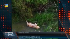 Мертві свині