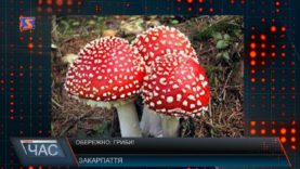 Обережно: гриби!