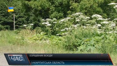 Перша допомога при опіках від борщівника