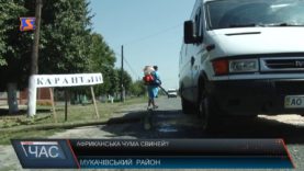 Африканська чума шириться Закарпаттям