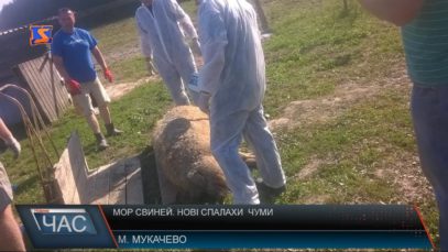 Африканська чума свиней