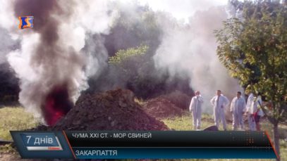 Чума ХХІ ст. – мор свиней