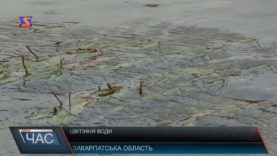 Цвітіння води