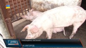 Інфекційне питання