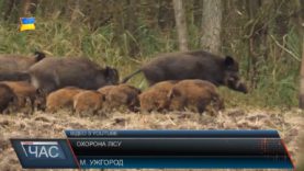 Охорона лісу